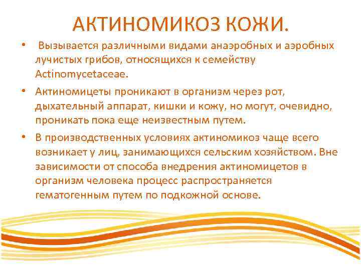 АКТИНОМИКОЗ КОЖИ. • Вызывается различными видами анаэробных и аэробных лучистых грибов, относящихся к семейству