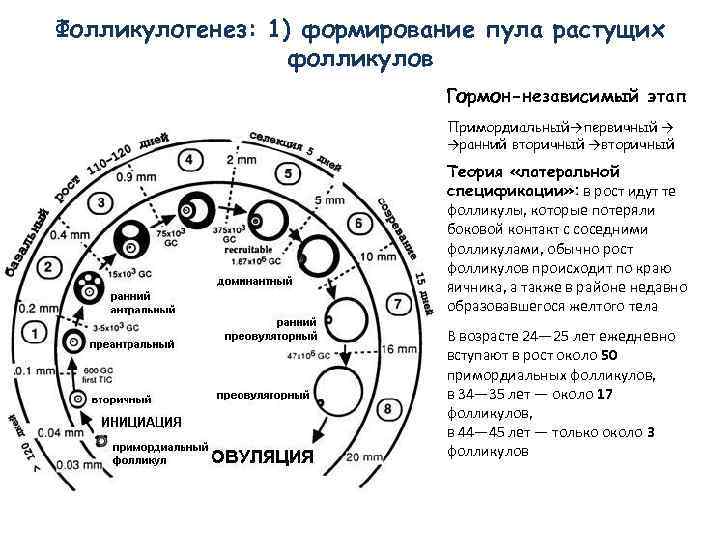 Фолликулогенез: 1) формирование пула растущих фолликулов Гормон-независимый этап Примордиальный→первичный → →ранний вторичный →вторичный Теория