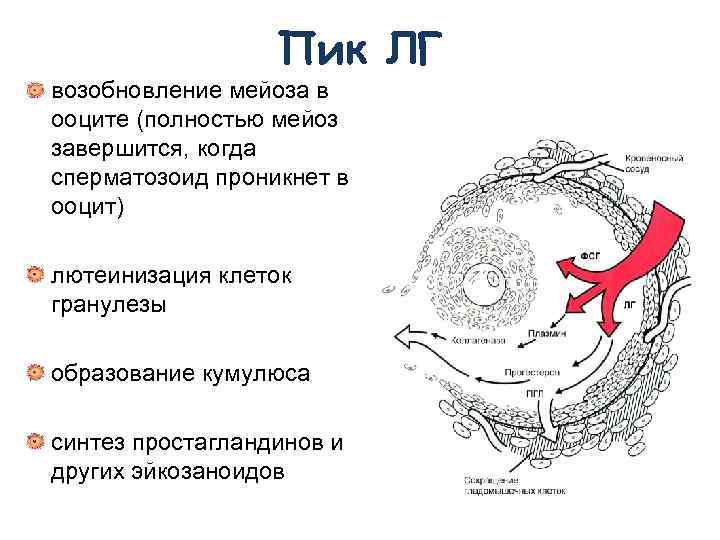 Пик ЛГ возобновление мейоза в ооците (полностью мейоз завершится, когда сперматозоид проникнет в ооцит)