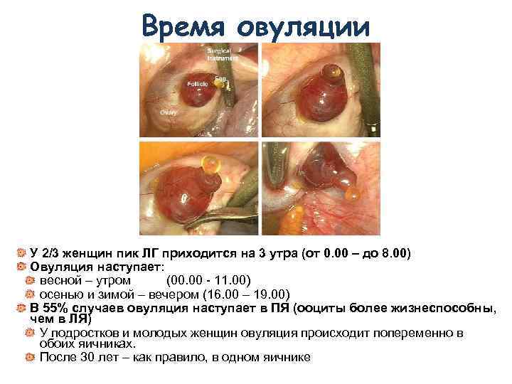 Время овуляции У 2/3 женщин пик ЛГ приходится на 3 утра (от 0. 00