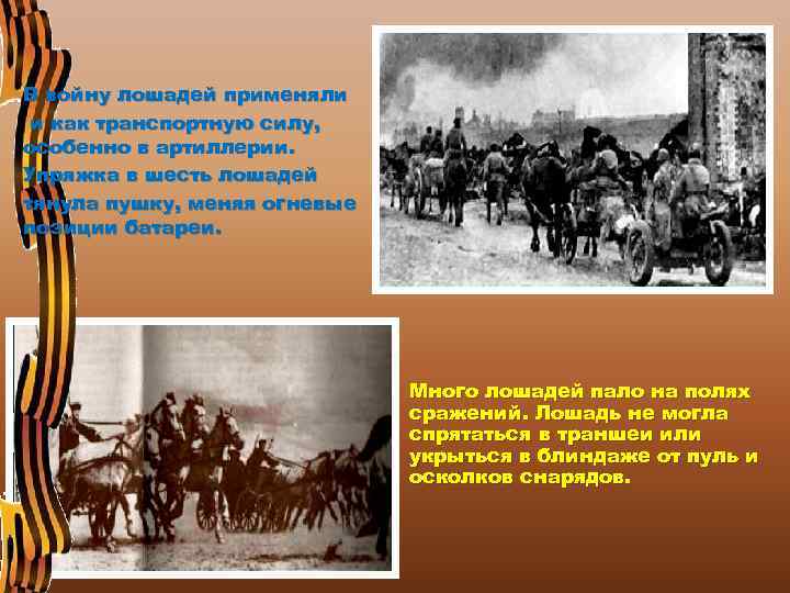 В войну лошадей применяли и как транспортную силу, особенно в артиллерии. Упряжка в шесть