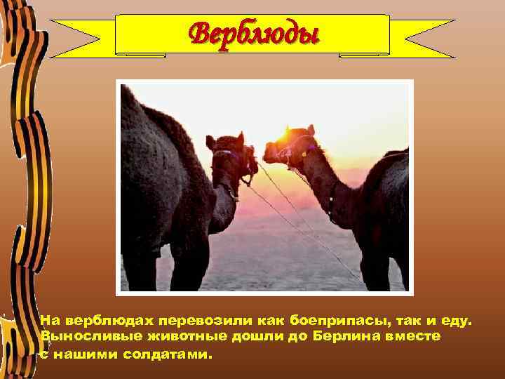 Верблюды На верблюдах перевозили как боеприпасы, так и еду. Выносливые животные дошли до Берлина