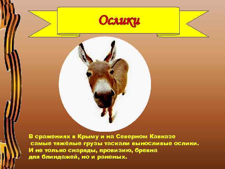 Ослики В сражениях в Крыму и на Северном Кавказе самые тяжёлые грузы таскали выносливые