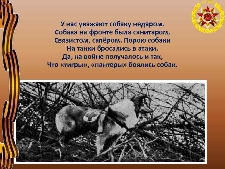 У нас уважают собаку недаром. Собака на фронте была санитаром, Связистом, сапёром. Порою собаки