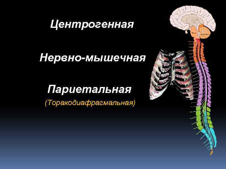 Центрогенная Нервно-мышечная Париетальная (Торакодиафрагмальная) 