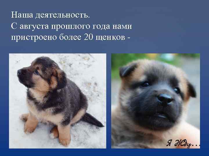 Наша деятельность. С августа прошлого года нами пристроено более 20 щенков - 