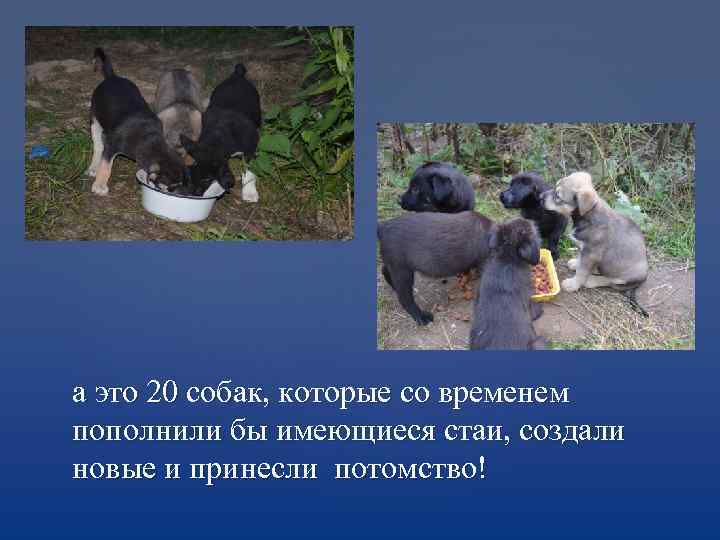 а это 20 собак, которые со временем пополнили бы имеющиеся стаи, создали новые и