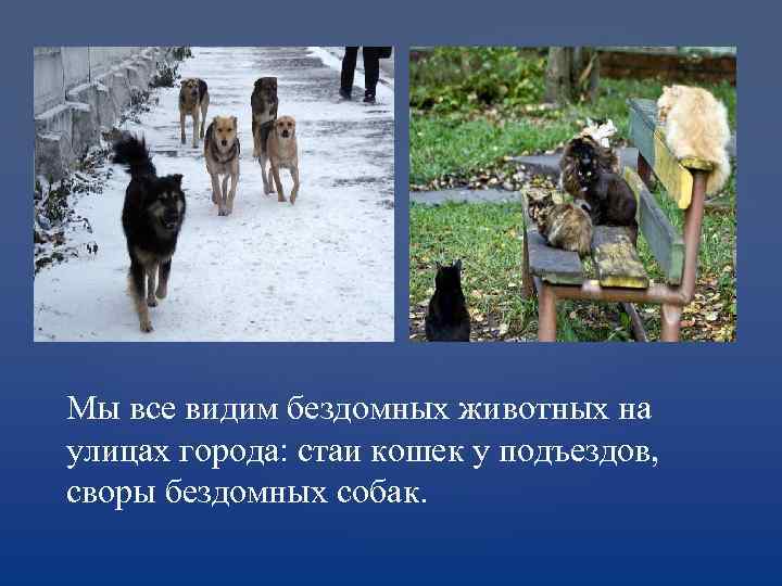 Мы все видим бездомных животных на улицах города: стаи кошек у подъездов, своры бездомных