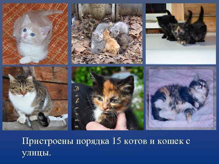 Пристроены порядка 15 котов и кошек с улицы. 