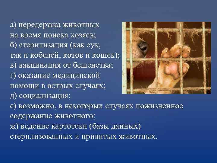 а) передержка животных на время поиска хозяев; б) стерилизация (как сук, так и кобелей,