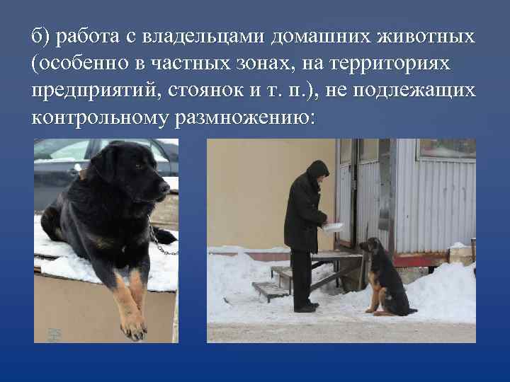 б) работа с владельцами домашних животных (особенно в частных зонах, на территориях предприятий, стоянок