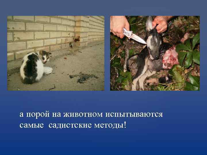 а порой на животном испытываются самые садистские методы! 