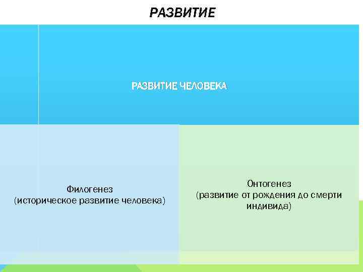 РАЗВИТИЕ ЧЕЛОВЕКА Филогенез (историческое развитие человека) Онтогенез (развитие от рождения до смерти индивида) 