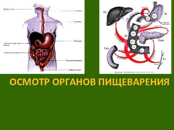 ОСМОТР ОРГАНОВ ПИЩЕВАРЕНИЯ 