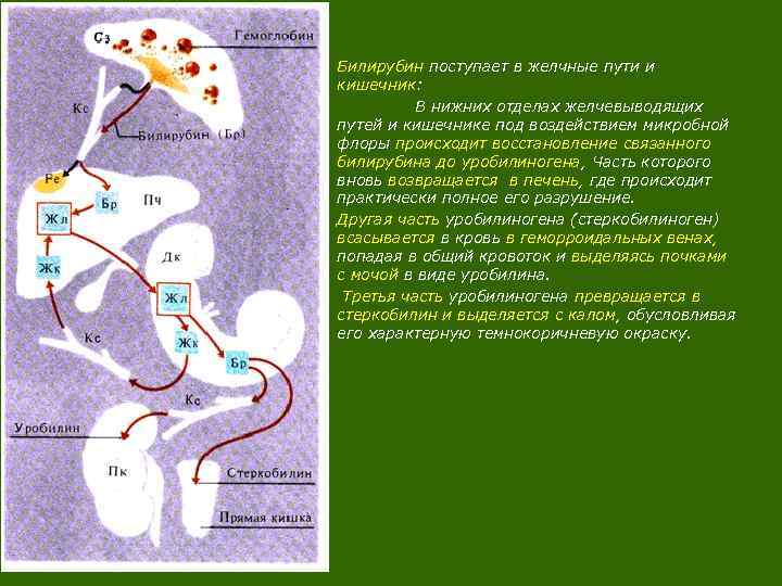 Билирубин поступает в желчные пути и кишечник: В нижних отделах желчевыводящих путей и кишечнике