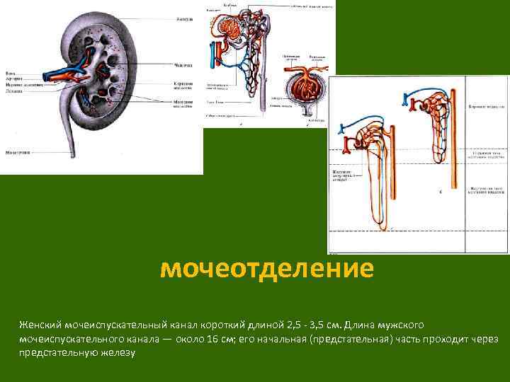 мочеотделение Женский мочеиспускательный канал короткий длиной 2, 5 3, 5 см. Длина мужского мочеиспускательного