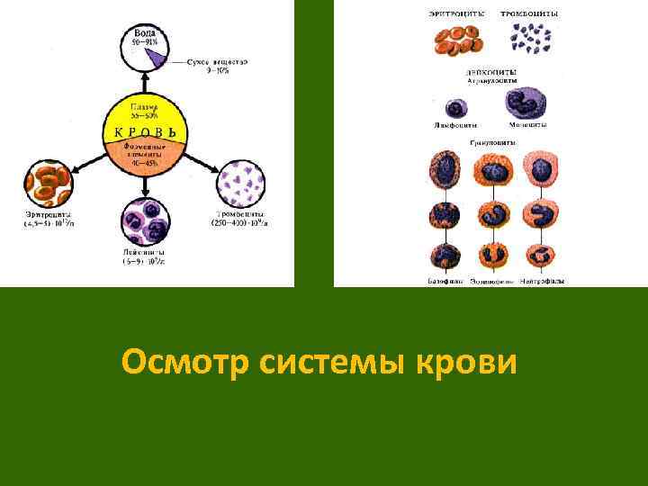 Осмотр системы крови 