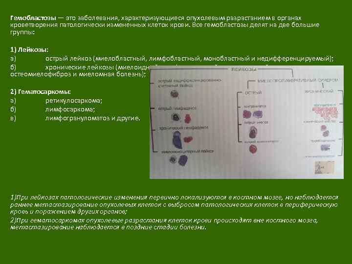 Гемобластозы — это заболевания, характеризующиеся опухолевым разрастанием в органах кроветворения патологически измененных клеток крови.