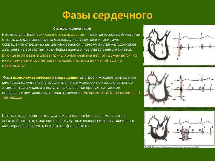 Что такое систола сердца