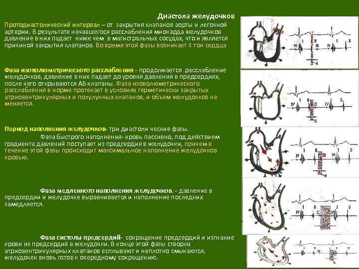 Диастола желудочков Протодиастолический интервал – от закрытия клапанов аорты и легочной артерии. В результате