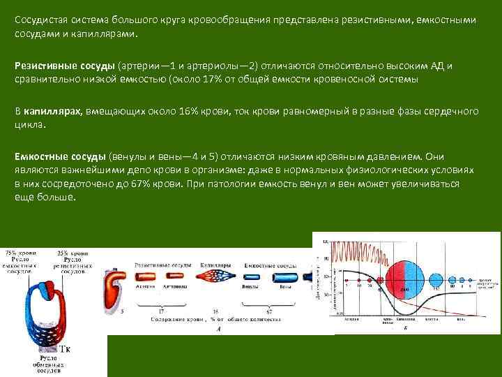 Сосудистая система большого круга кровообращения представлена резистивными, емкостными сосудами и капиллярами. Резистивные сосуды (артерии—