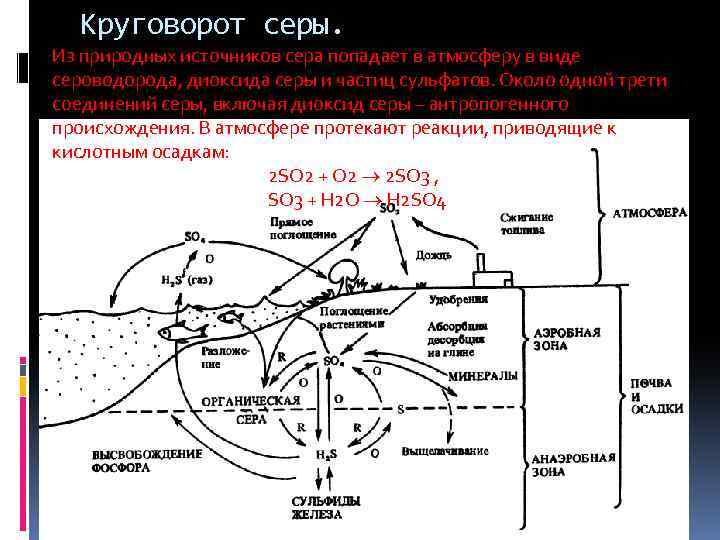 Круговорот серы презентация