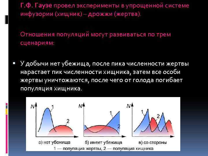 Г. Ф. Гаузе провел эксперименты в упрощенной системе инфузории (хищник) – дрожжи (жертва). Отношения