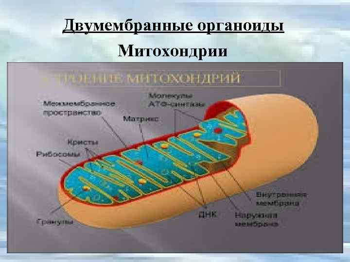 Двумембранные органоиды Митохондрии 