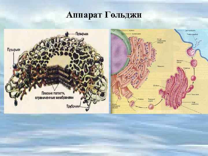 Аппарат Гольджи 