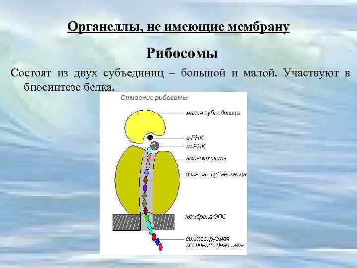 Органеллы, не имеющие мембрану Рибосомы Состоят из двух субъединиц – большой и малой. Участвуют