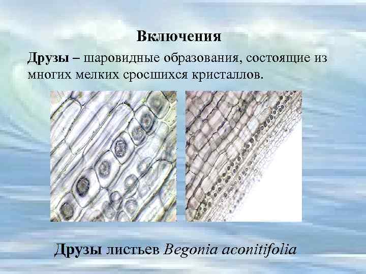 Включения Друзы – шаровидные образования, состоящие из многих мелких сросшихся кристаллов. Друзы листьев Begonia