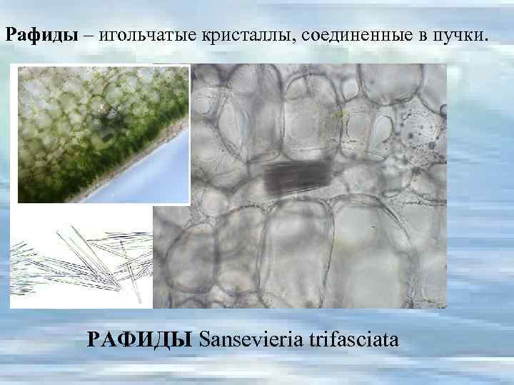 Рафиды – игольчатые кристаллы, соединенные в пучки. РАФИДЫ Sansevieria trifasciata 
