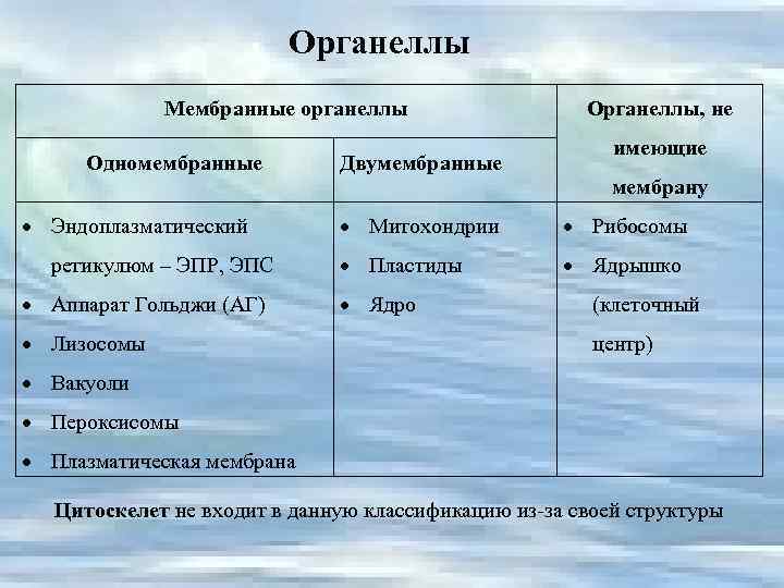 Органеллы Мембранные органеллы Одномембранные Двумембранные Органеллы, не имеющие мембрану Эндоплазматический ретикулюм – ЭПР, ЭПС