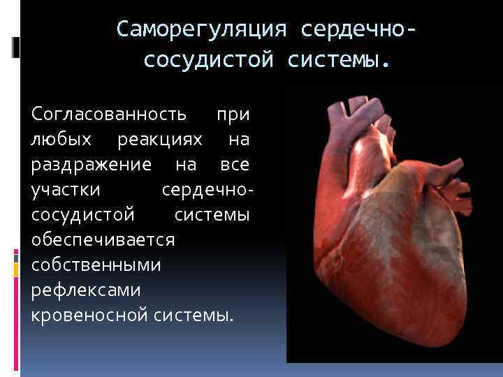Саморегуляция сердечнососудистой системы. Согласованность при любых реакциях на раздражение на все участки сердечнососудистой системы