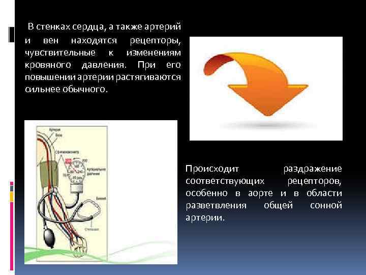 В стенках сердца, а также артерий и вен находятся рецепторы, чувствительные к изменениям кровяного