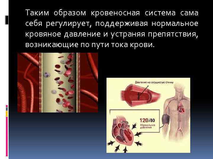 Таким образом кровеносная система сама себя регулирует, поддерживая нормальное кровяное давление и устраняя препятствия,