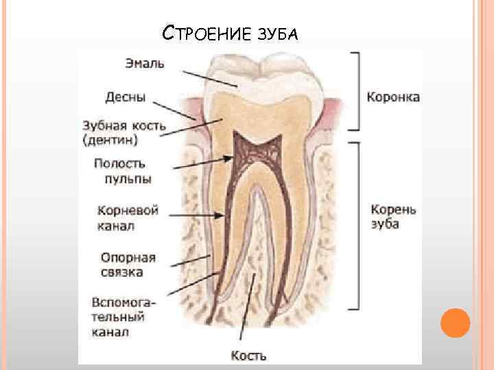 СТРОЕНИЕ ЗУБА 