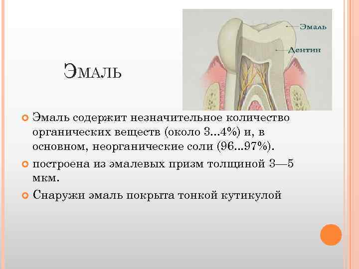 ЭМАЛЬ Эмаль содержит незначительное количество органических веществ (около 3. . . 4%) и, в