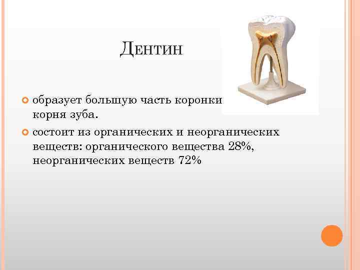 ДЕНТИН образует большую часть коронки, шейки и корня зуба. состоит из органических и неорганических