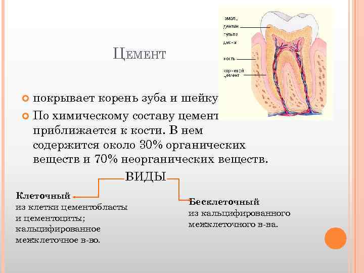 Химический состав цемента зуба