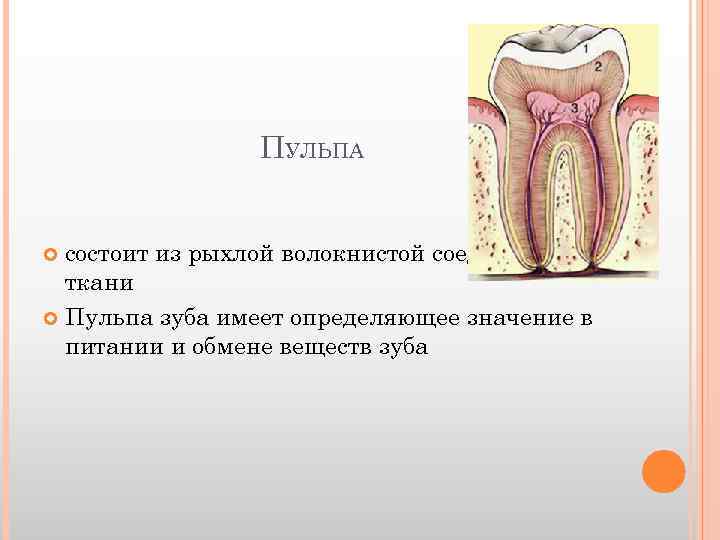 ПУЛЬПА состоит из рыхлой волокнистой соединительной ткани Пульпа зуба имеет определяющее значение в питании