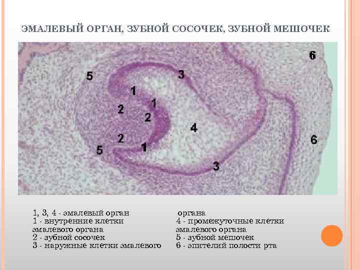 Эмалевый. Эмалевый орган гистология. Строение эмалевого органа. Эмалевый орган зубной сосочек зубной мешочек. Развитие зуба эмалевый орган.