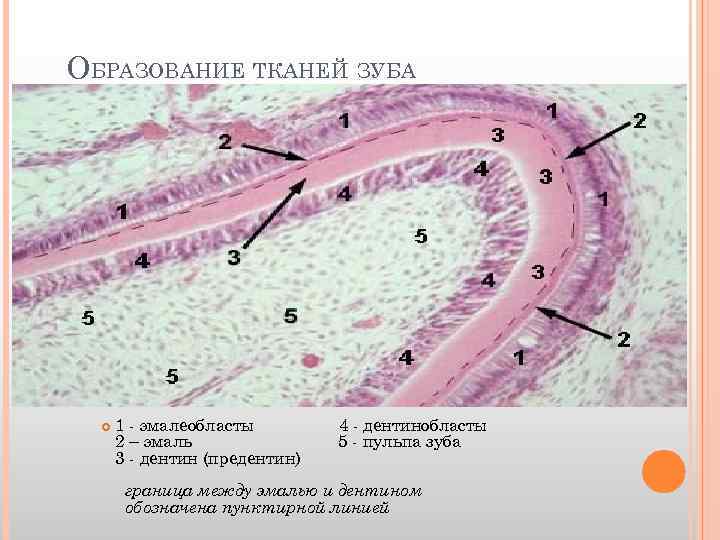 Развитие зуба схема гистология