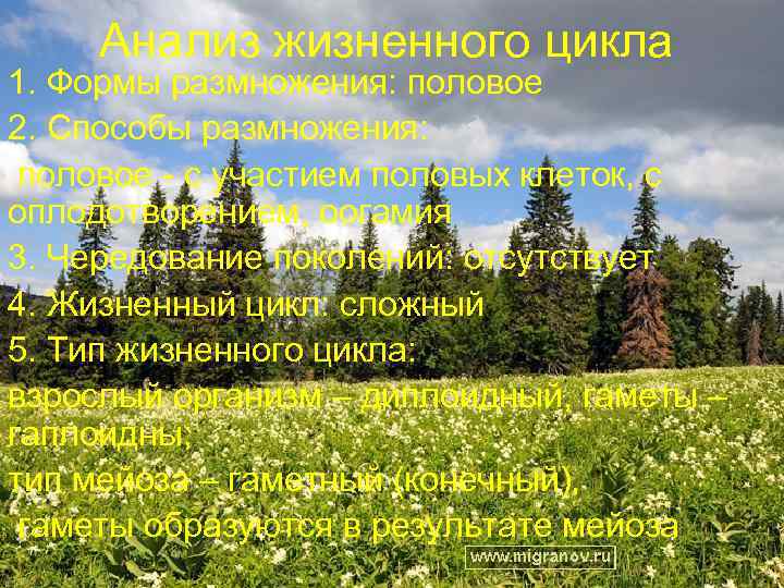 Анализ жизненного цикла 1. Формы размножения: половое 2. Способы размножения: половое - с участием