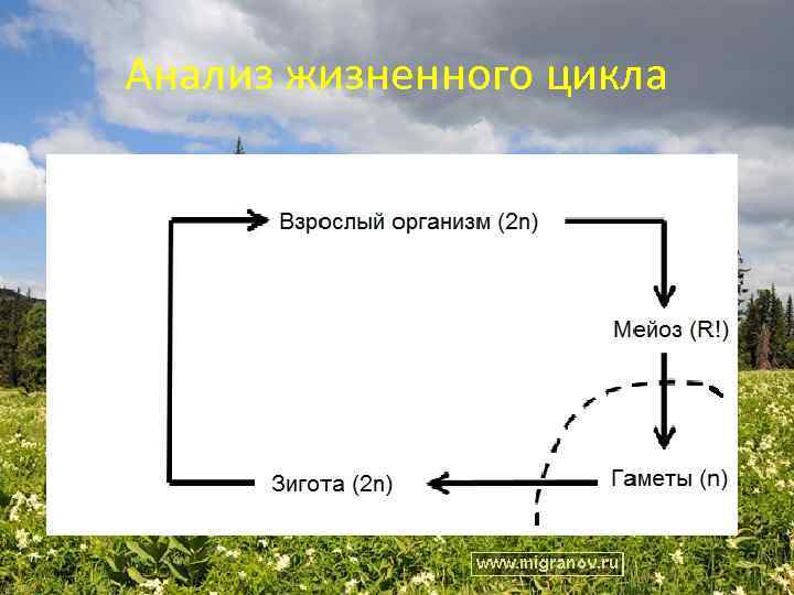 Анализ жизненного цикла 