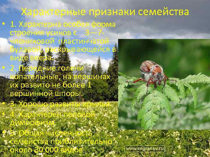 Характерные признаки семейства • 1. Характерна особая форма строения усиков с 3— 7 члениковой