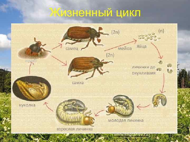 Жизненный цикл майского жука схема