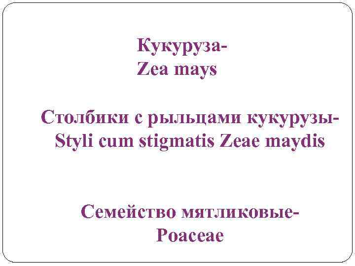 Кукуруза. Zea mays Столбики с рыльцами кукурузы. Styli cum stigmatis Zeae maydis Семейство мятликовые.