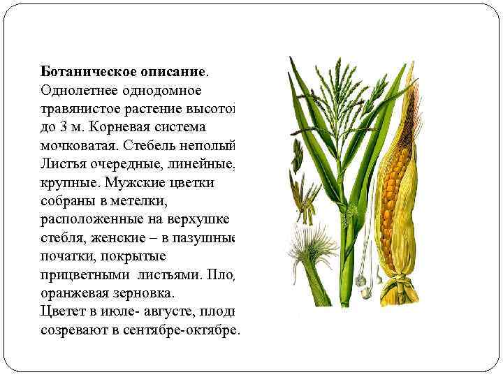 Ботаническое описание. Однолетнее однодомное травянистое растение высотой до 3 м. Корневая система мочковатая. Стебель