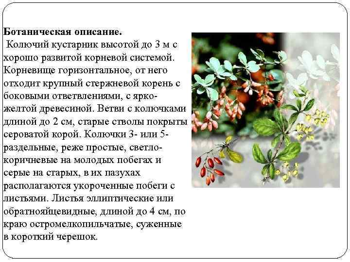 Ботаническая описание. Колючий кустарник высотой до 3 м с хорошо развитой корневой системой. Корневище